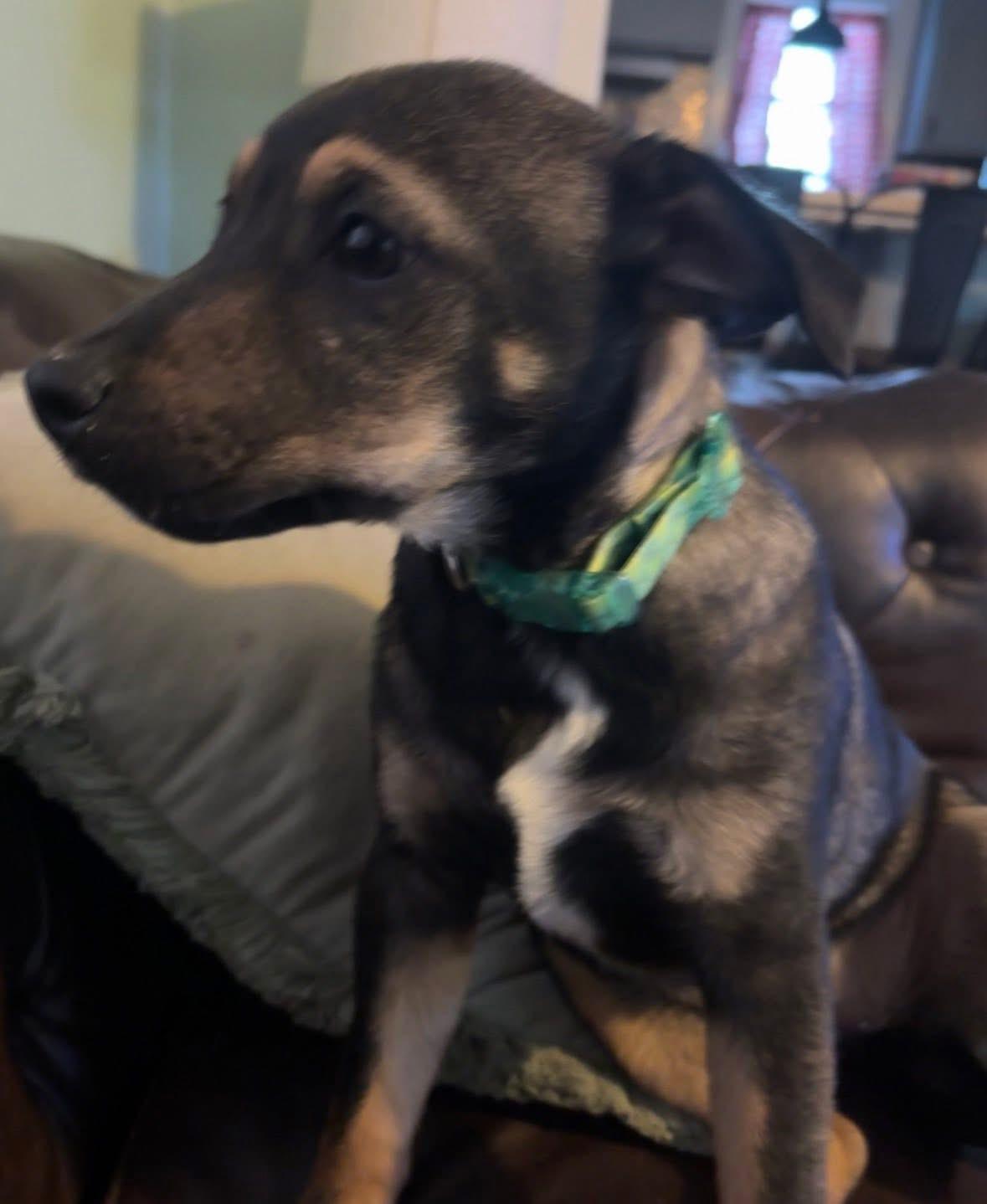 Enlarge Lucky, an adoptable mixed breed in Owensboro, KY image 3/4