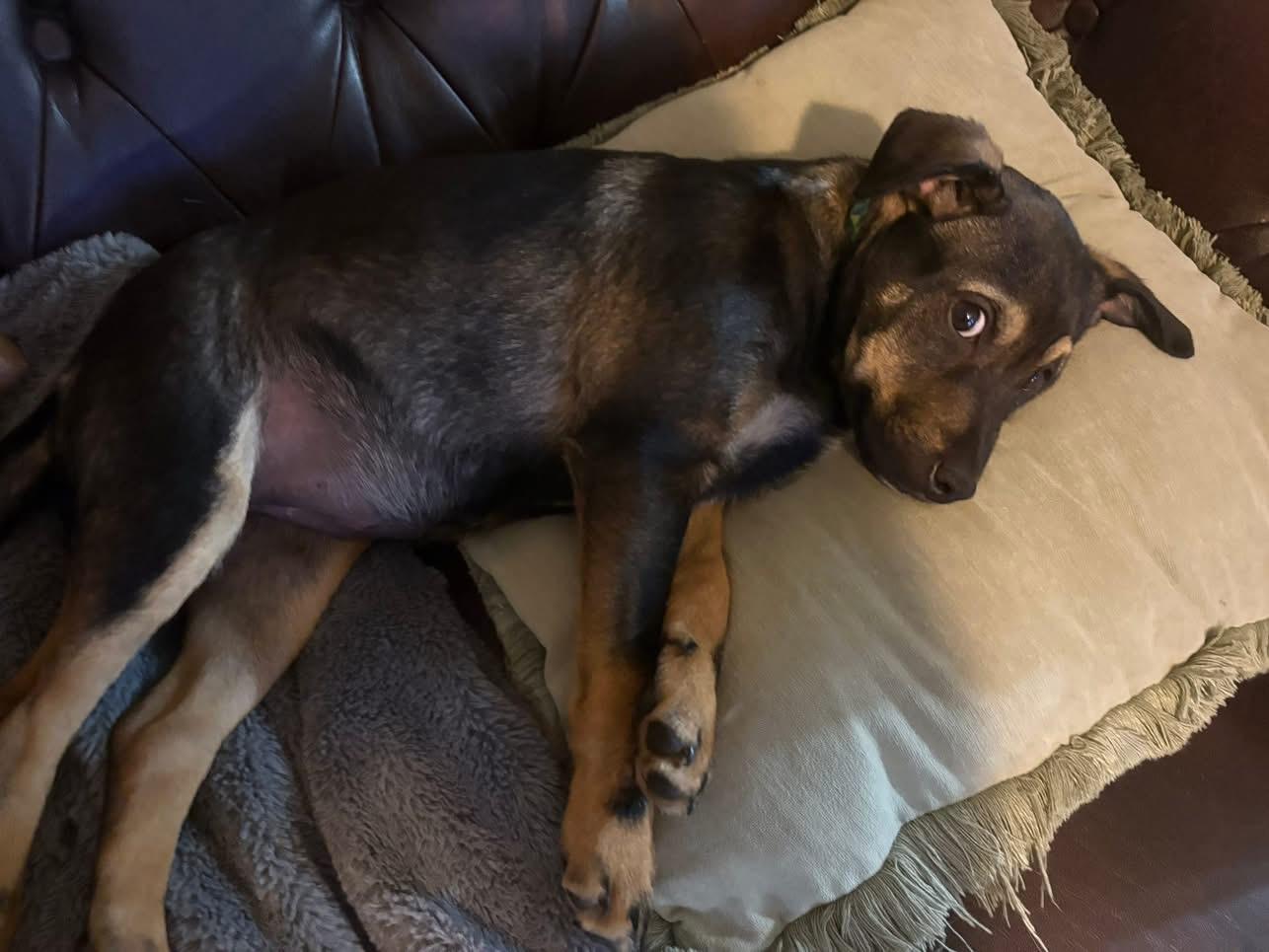 Enlarge Lucky, an adoptable mixed breed in Owensboro, KY image 4/4