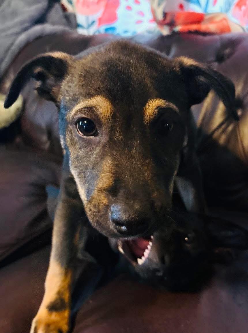 Lucky, a ADOPTABLE mixed breed in Owensboro, KY image 2/2