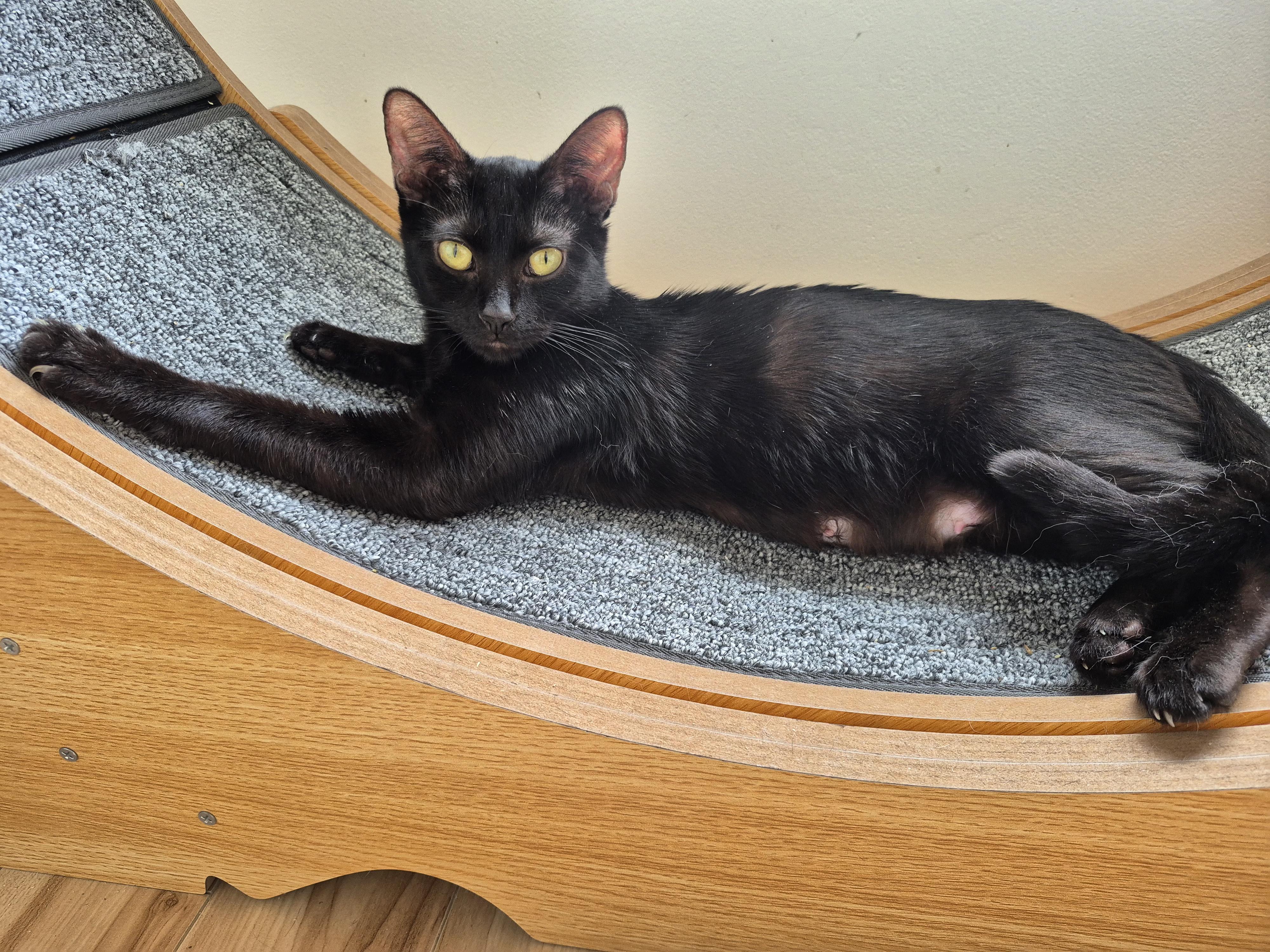Enlarge Noir, a ADOPTABLE Domestic Short Hair in Winnipeg, MB image 2/6