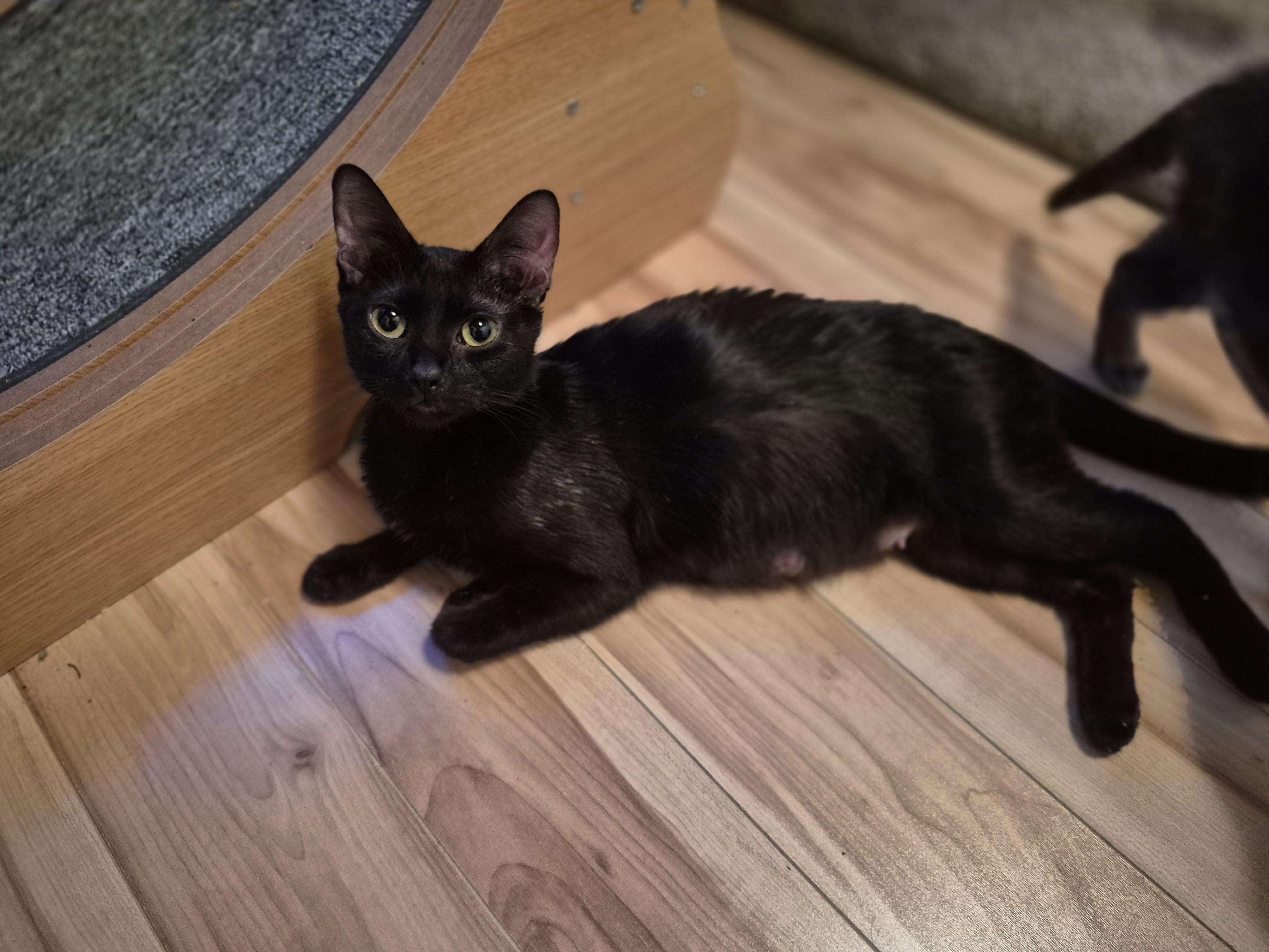 Enlarge Noir, a ADOPTABLE Domestic Short Hair in Winnipeg, MB image 6/6