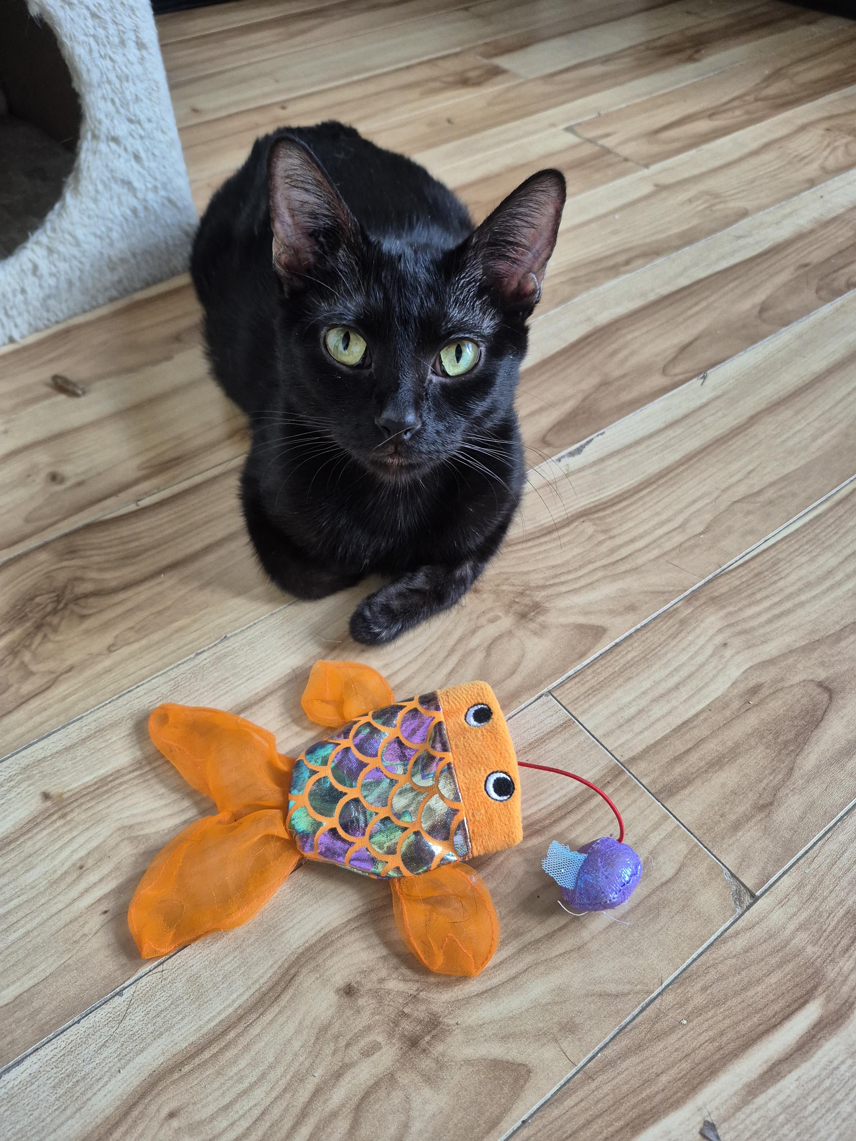 Enlarge Noir, a ADOPTABLE Domestic Short Hair in Winnipeg, MB image 1/6