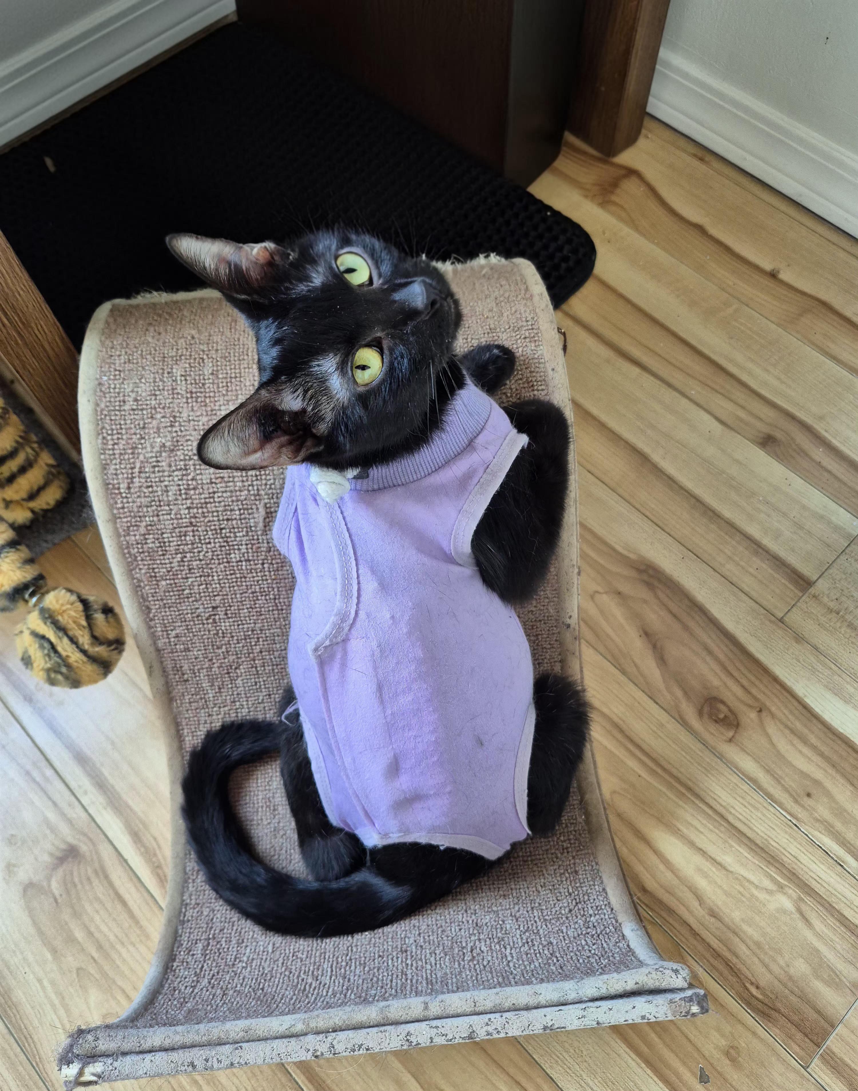 Enlarge Noir, a ADOPTABLE Domestic Short Hair in Winnipeg, MB image 4/6