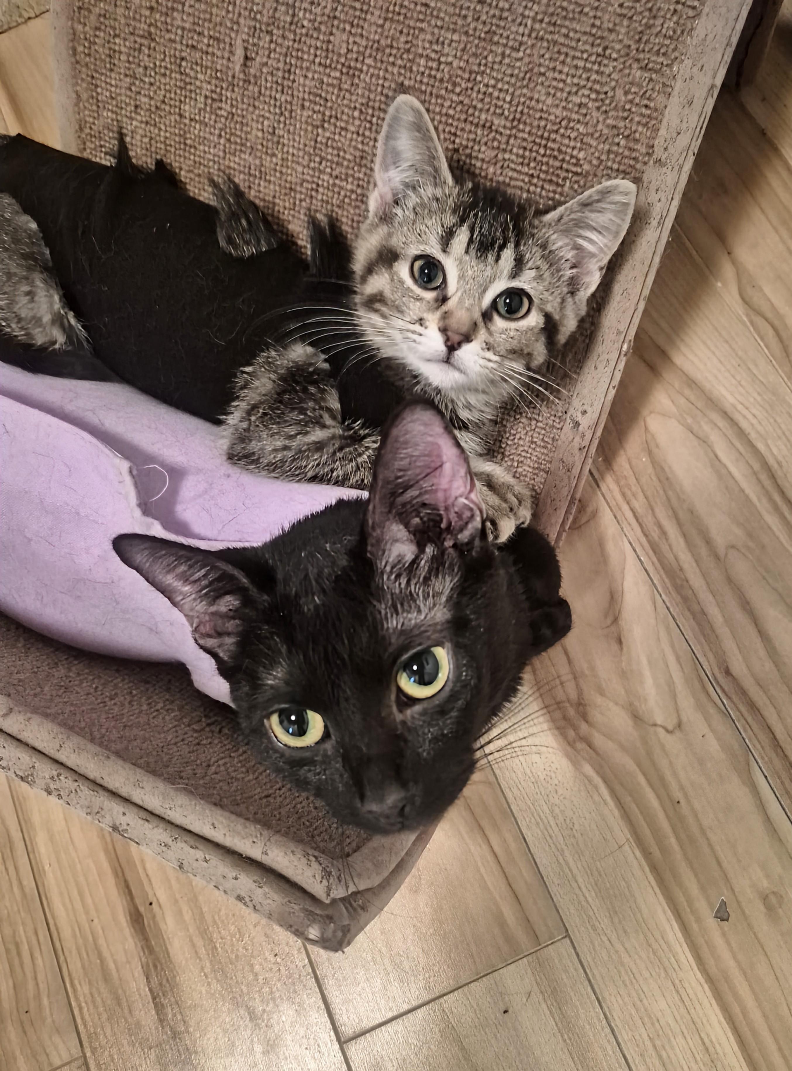 Enlarge Noir, a ADOPTABLE Domestic Short Hair in Winnipeg, MB image 5/6