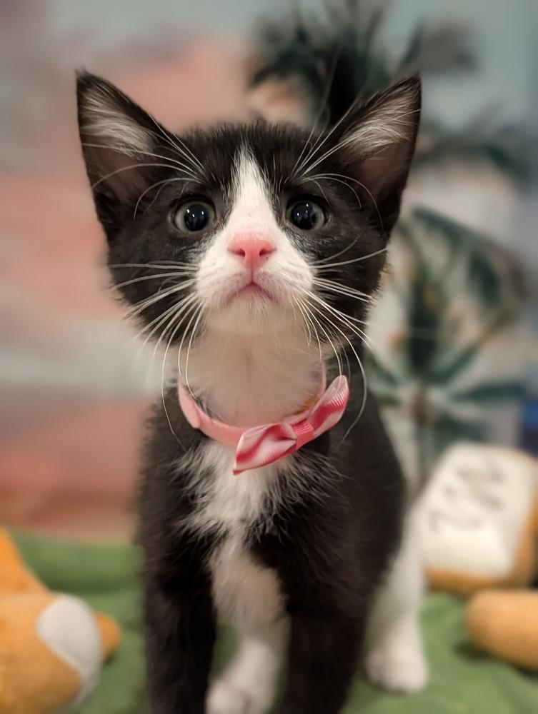 Enlarge Eclair, a Adoptable mixed breed in Fremont, CA image 1/5