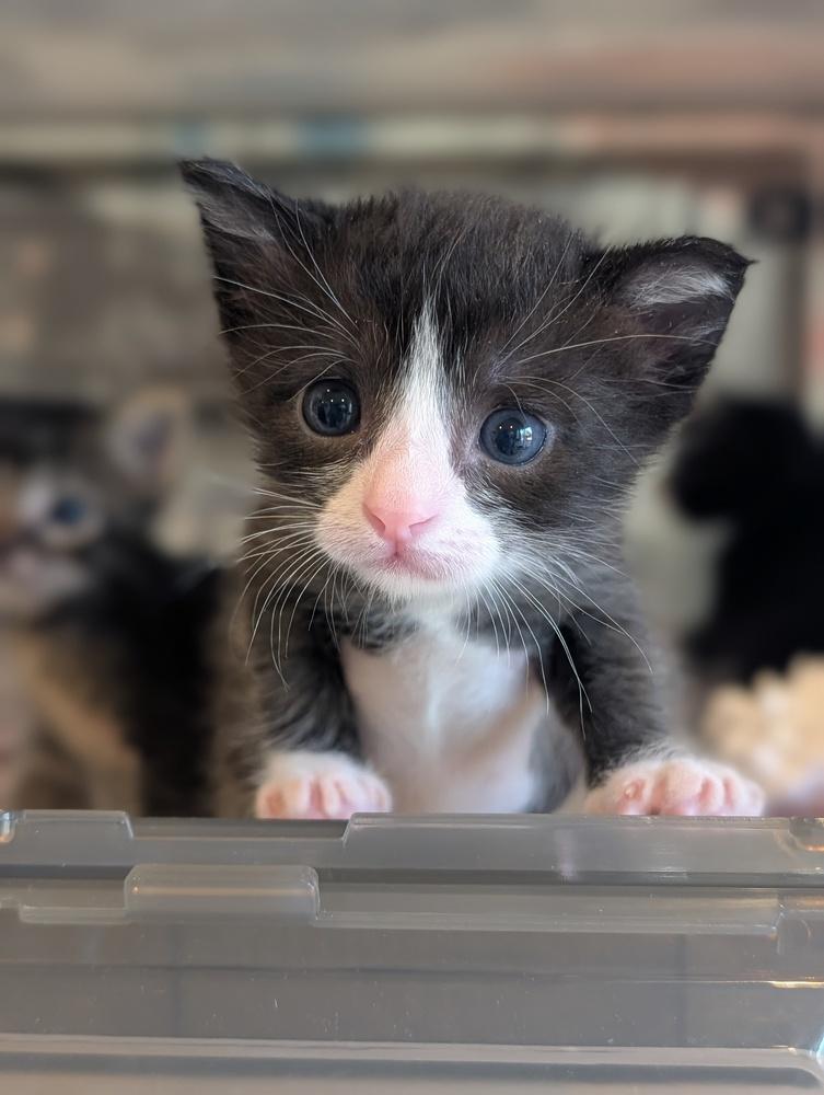 Enlarge Eclair, a Adoptable mixed breed in Fremont, CA image 2/5