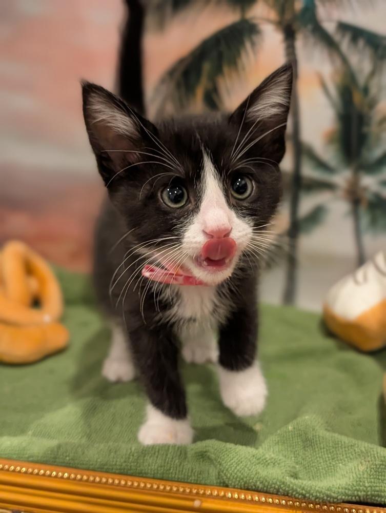 Enlarge Eclair, a Adoptable mixed breed in Fremont, CA image 3/5