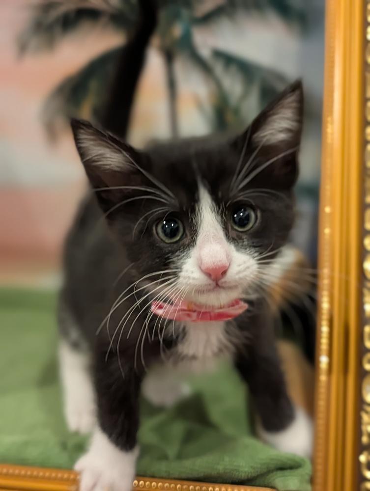 Enlarge Eclair, a Adoptable mixed breed in Fremont, CA image 4/5