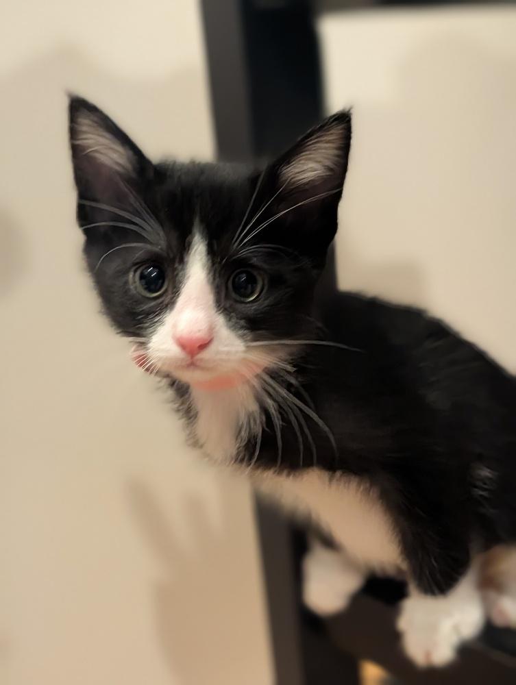 Enlarge Eclair, a Adoptable mixed breed in Fremont, CA image 5/5