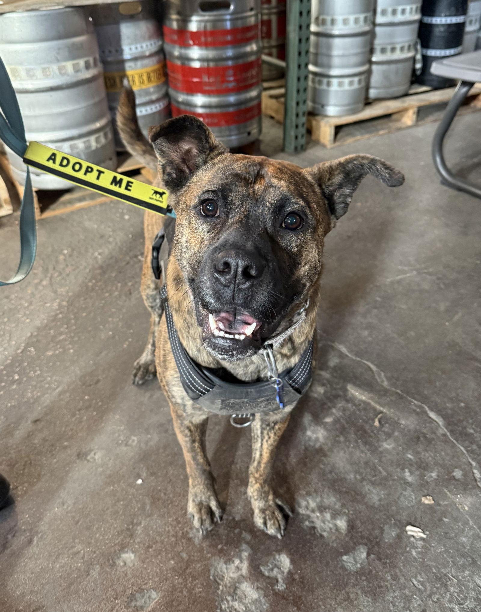 Lucky — thumbnail 2