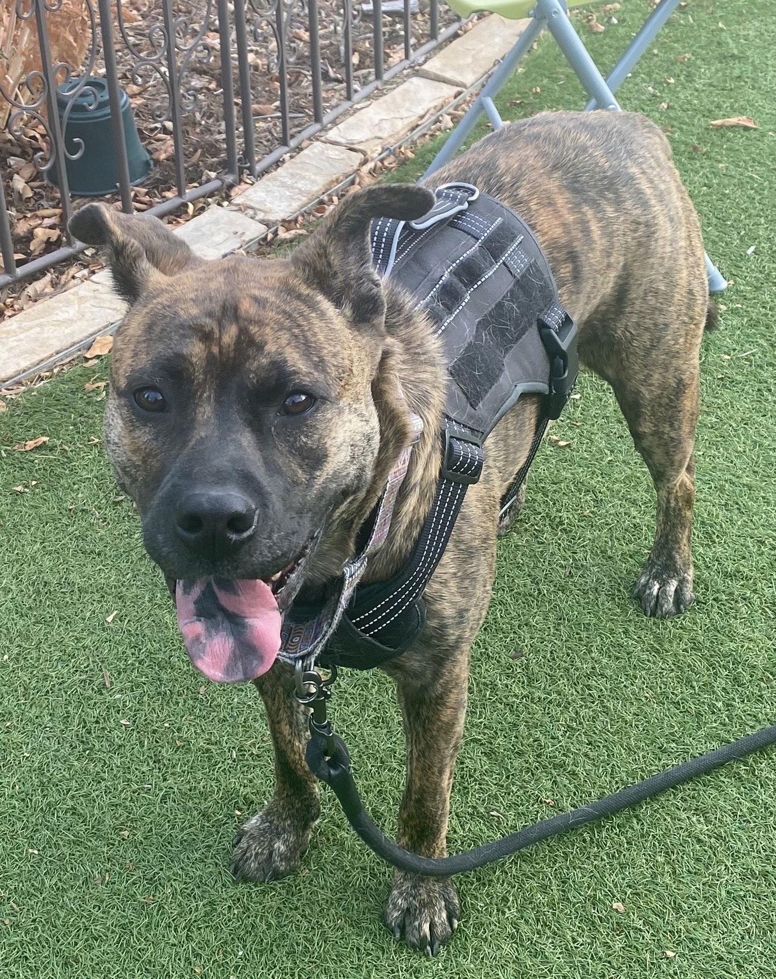 Lucky — thumbnail 3