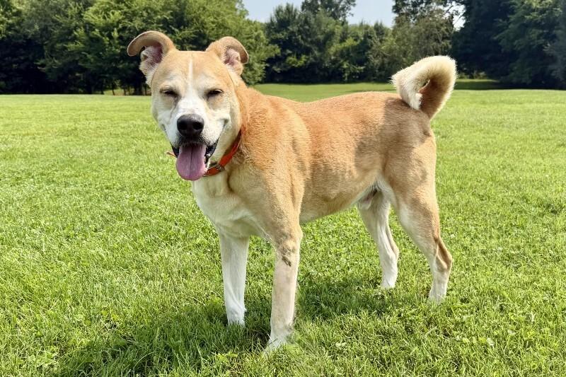 Enlarge Lick Jagger, a Adoptable mixed breed in Maryville, TN image 3/6