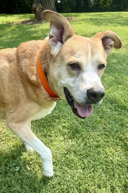 Enlarge Lick Jagger, a Adoptable mixed breed in Maryville, TN image 4/6