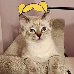 Enlarge Clara, a Adopted Domestic Long Hair in Hudsonville, MI image 2/2
