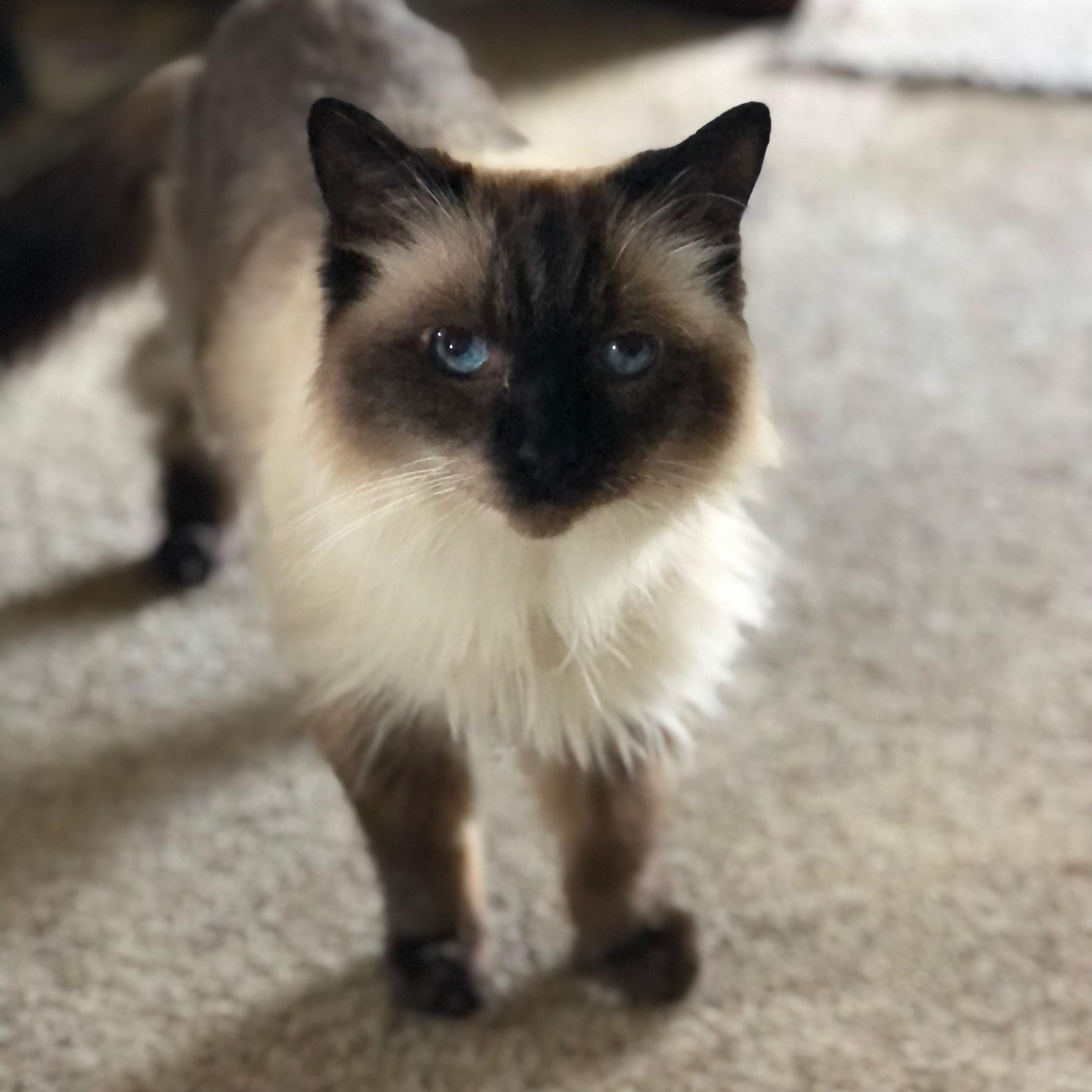 Clara, Adopted, Senior Female Domestic Long Hair.