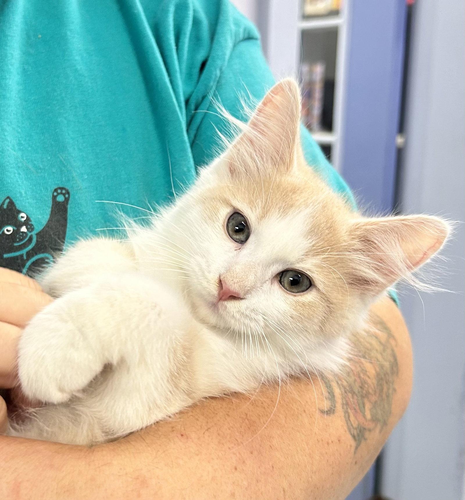 Enlarge Quinn, a Adoptable Domestic Long Hair in Elkins, WV image 1/2