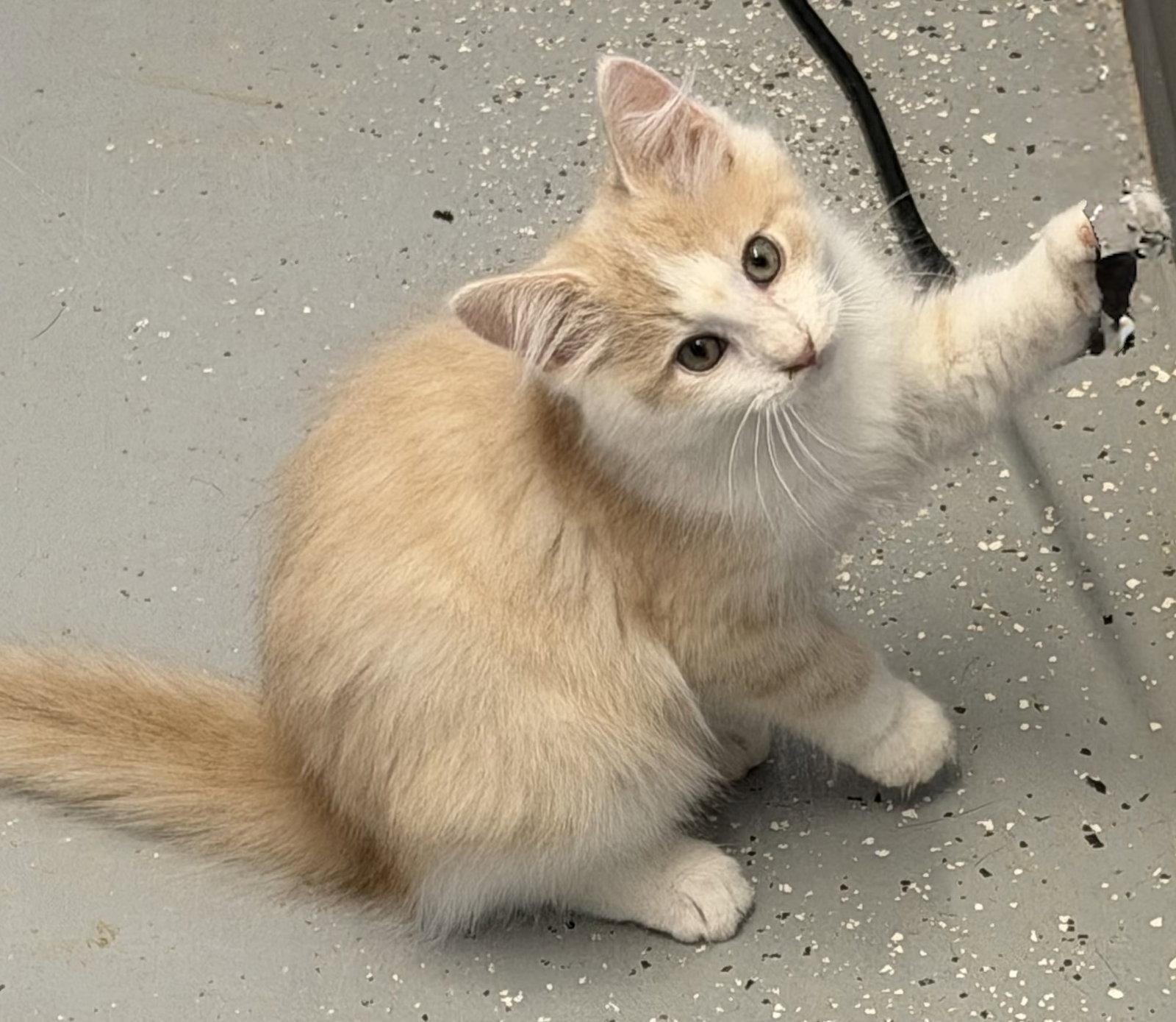 Enlarge Quinn, a Adoptable Domestic Long Hair in Elkins, WV image 2/2