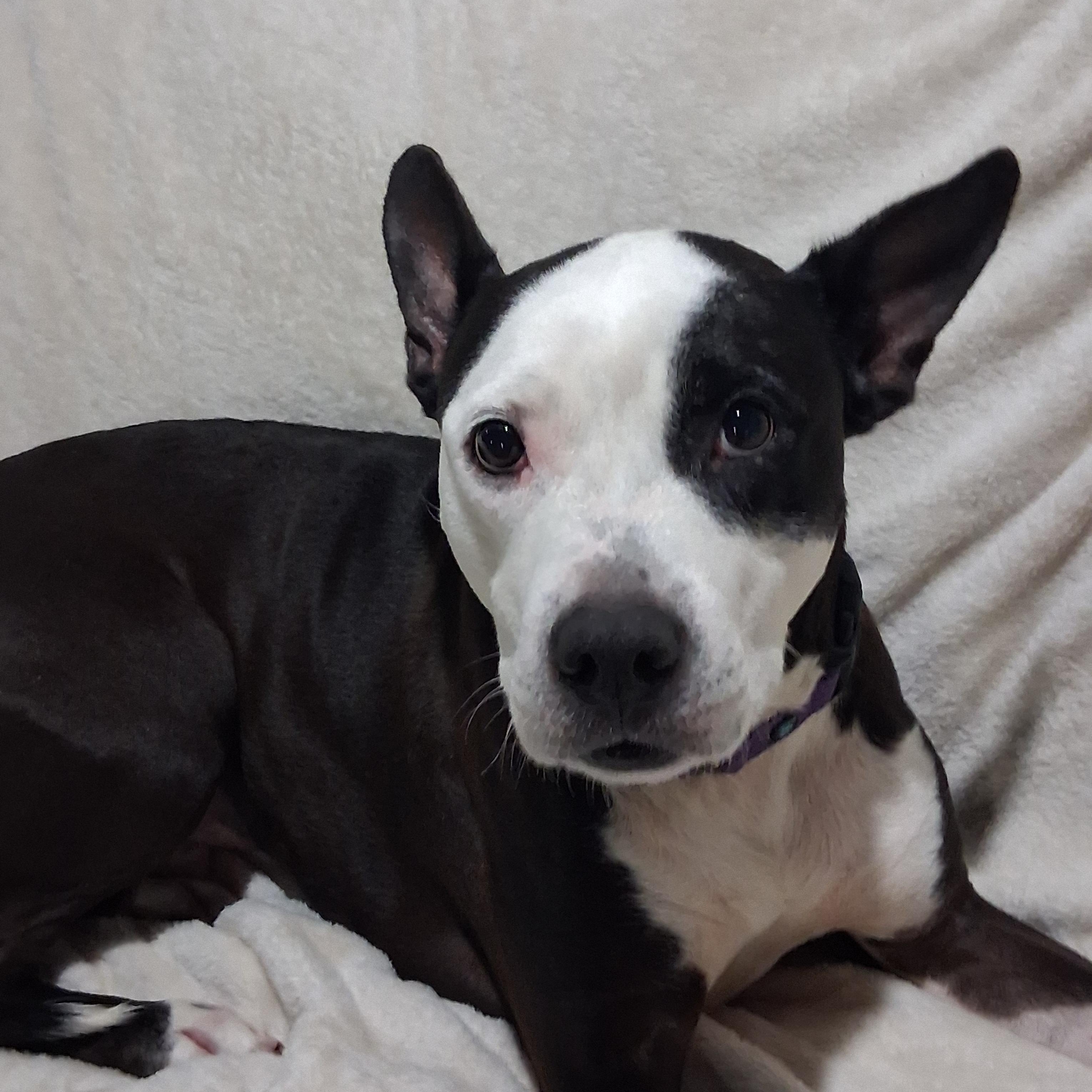 Enlarge Dice, a Adoptable mixed breed in Naperville, IL image 1/3