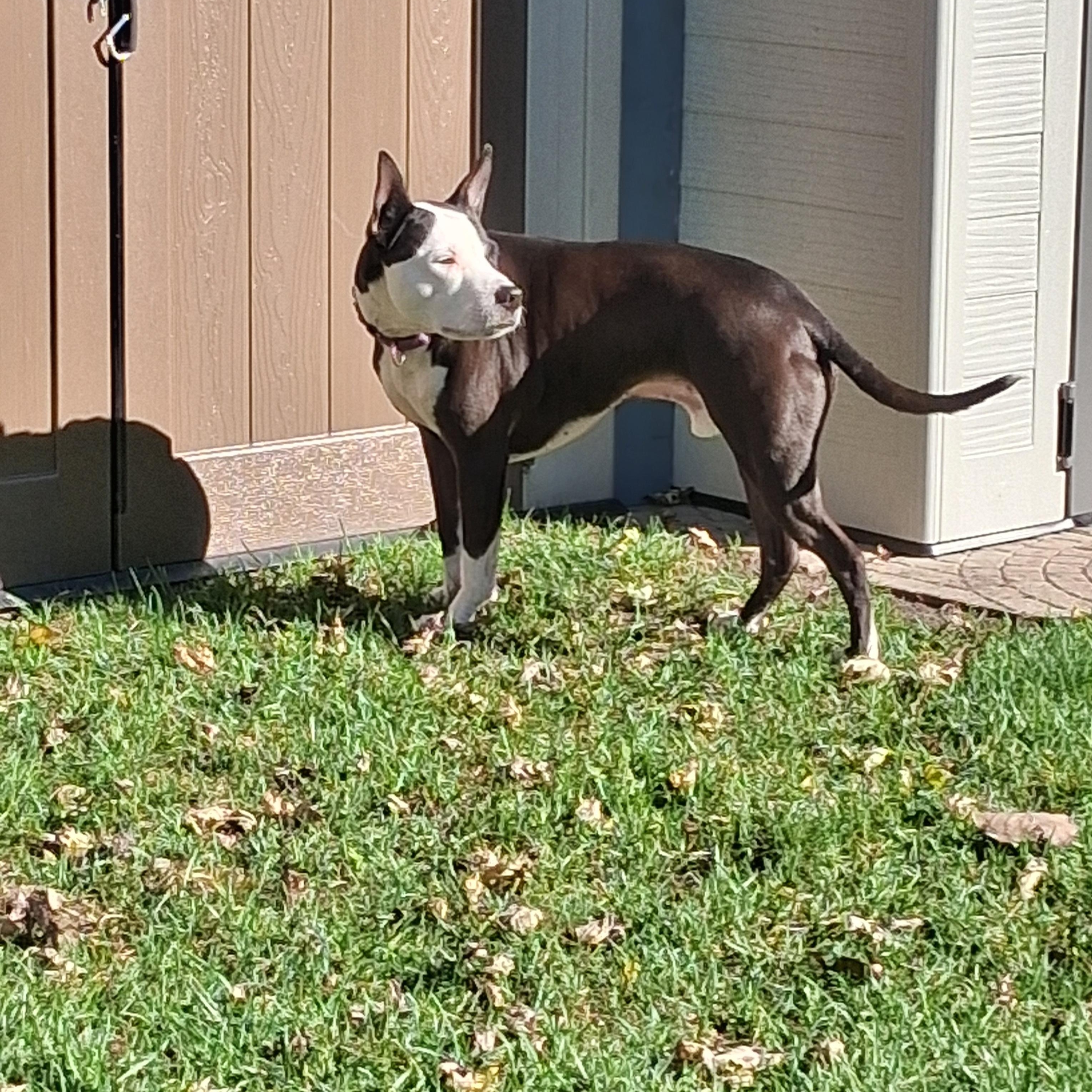Enlarge Dice, a Adoptable mixed breed in Naperville, IL image 3/3
