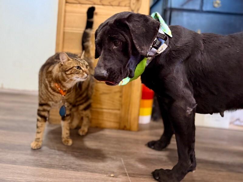 Chicki Nikki Gentle Companion — thumbnail 3