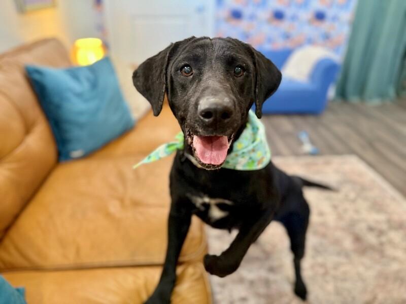 Chicki Nikki Gentle Companion — thumbnail 4