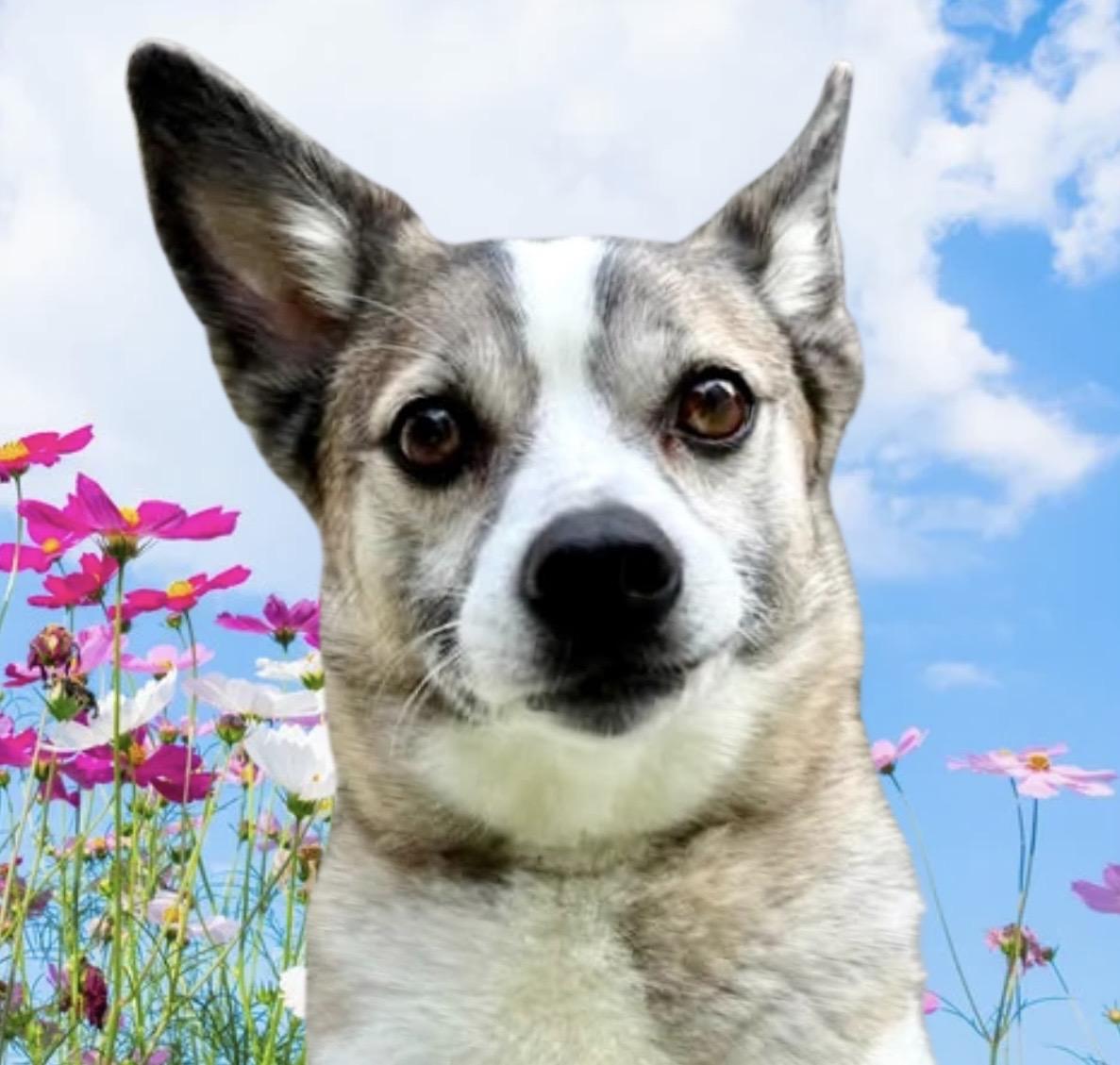 Luna Lee, ADOPTABLE, Adult Female Mixed Breed.