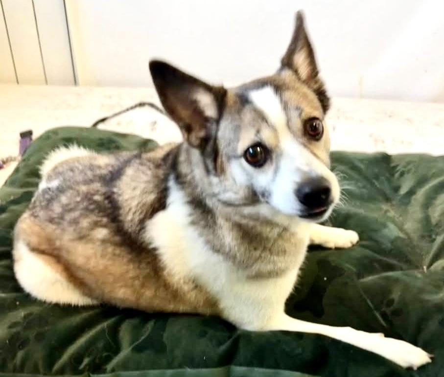 Luna Lee, an adoption pending Mixed Breed in Westfield, NY image 3/6