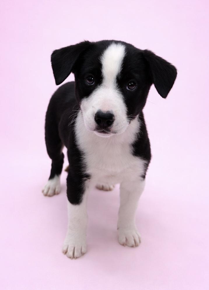 Enlarge Harley #0098, a ADOPTABLE mixed breed in Waldorf, MD image 1/2