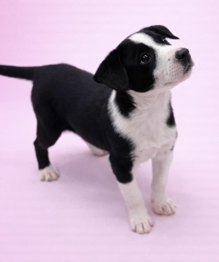 Enlarge Harley #0098, a ADOPTABLE mixed breed in Waldorf, MD image 2/2