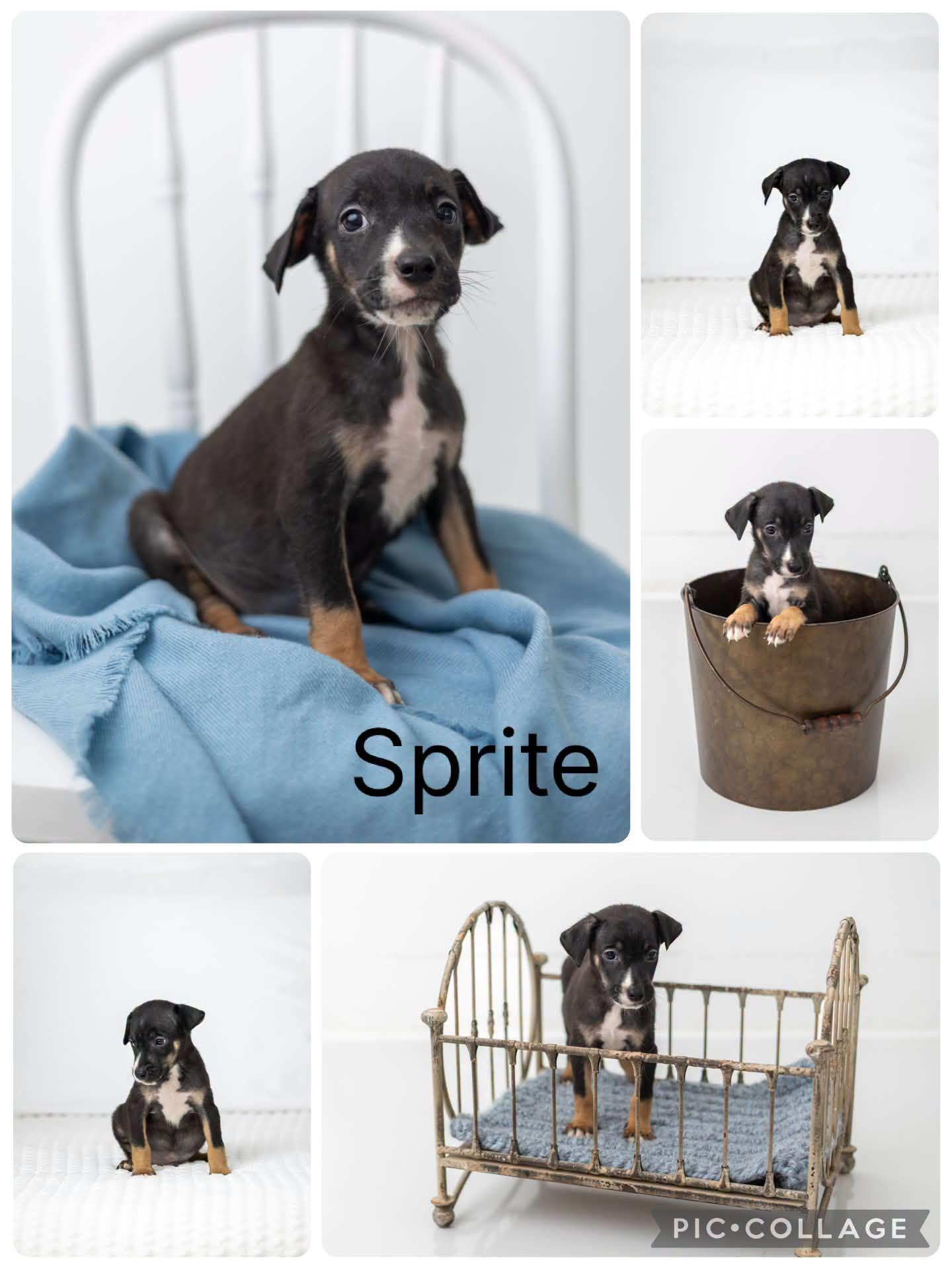 Enlarge Sprite, a ADOPTABLE mixed breed in Enterprise, AL image 1/1