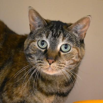 Carla, ADOPTABLE, Adult Female Domestic Short Hair.