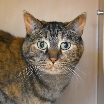Enlarge Carla, a ADOPTABLE Domestic Short Hair in Flagstaff, AZ image 2/2