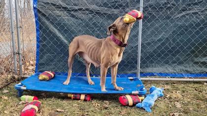 Enlarge Peach, a Adoptable mixed breed in Hobart, IN image 1/3