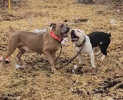 Enlarge Peach, a Adoptable mixed breed in Hobart, IN image 2/3