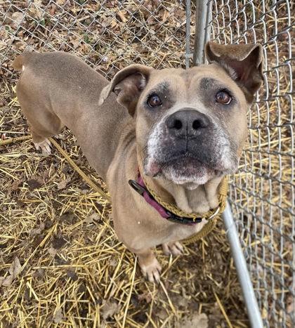 Enlarge Peach, a Adoptable mixed breed in Hobart, IN image 3/3