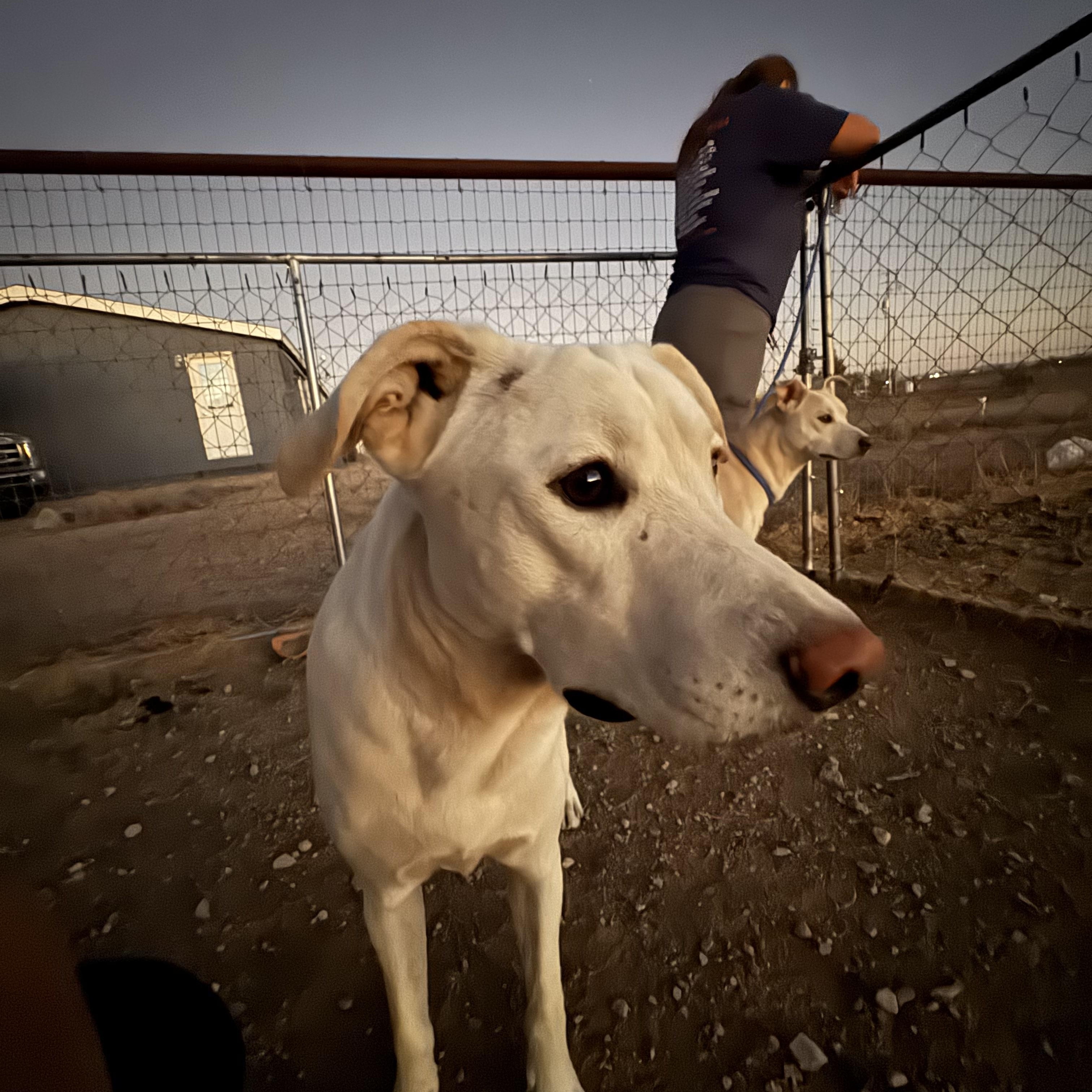 Enlarge Polaris, a Adoptable mixed breed in Tonopah, AZ image 1/2