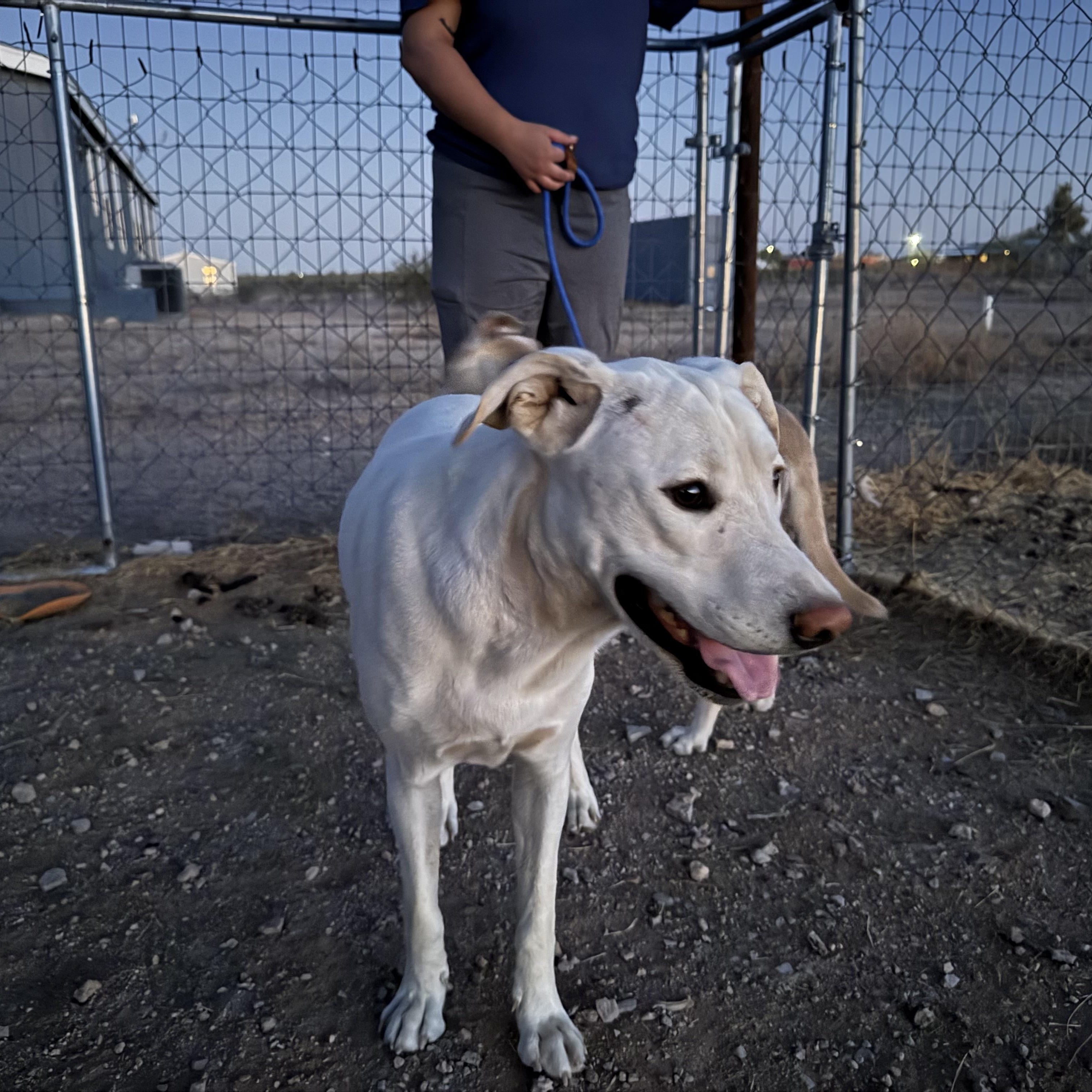 Enlarge Polaris, a Adoptable mixed breed in Tonopah, AZ image 2/2