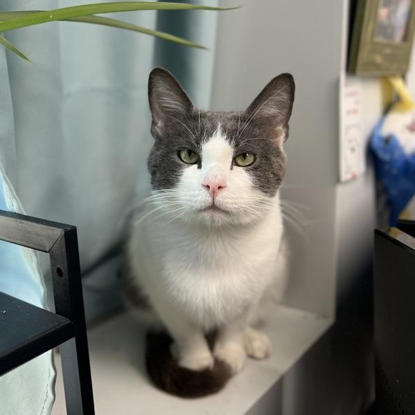 Stark, Adoptable, Adult Male Domestic Short Hair.