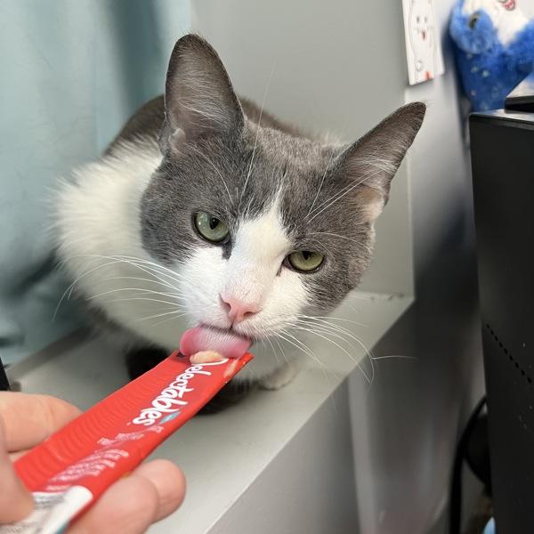 Stark, a Adoptable mixed breed in Silverdale, WA image 2/4