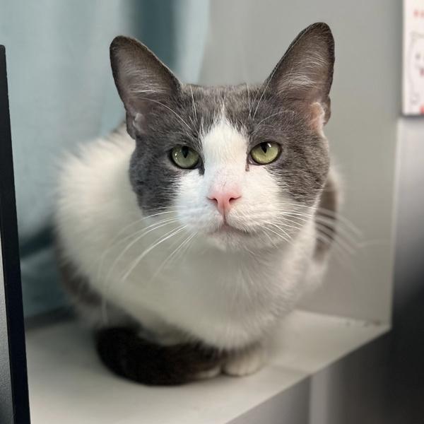 Stark, a Adoptable mixed breed in Silverdale, WA image 3/4