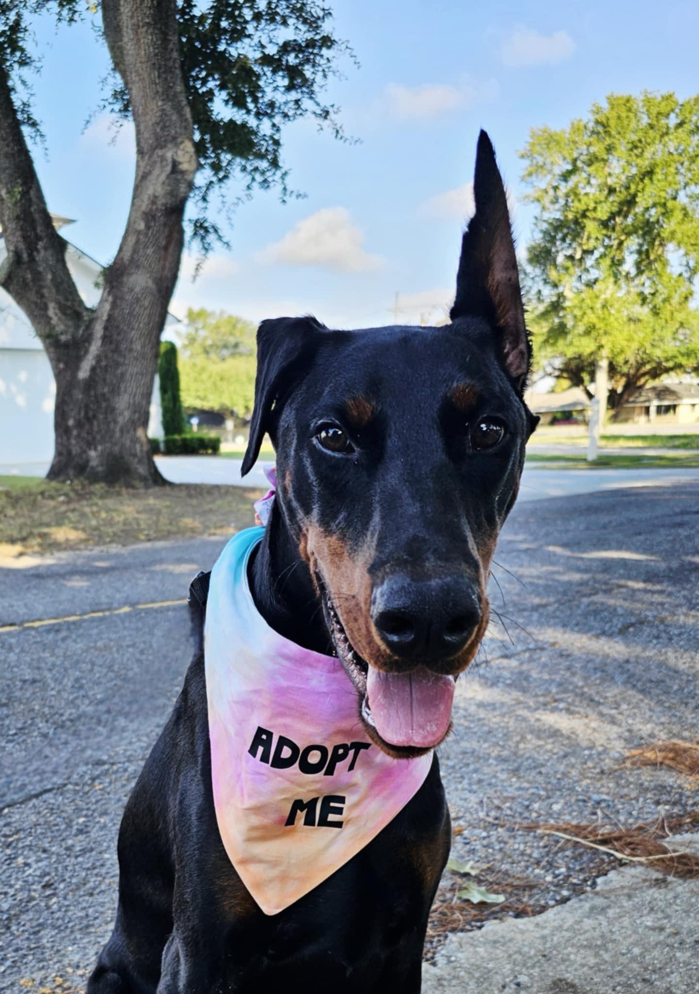 Enlarge Ozzy, a Adopted Doberman Pinscher in Harahan, LA image 1/5