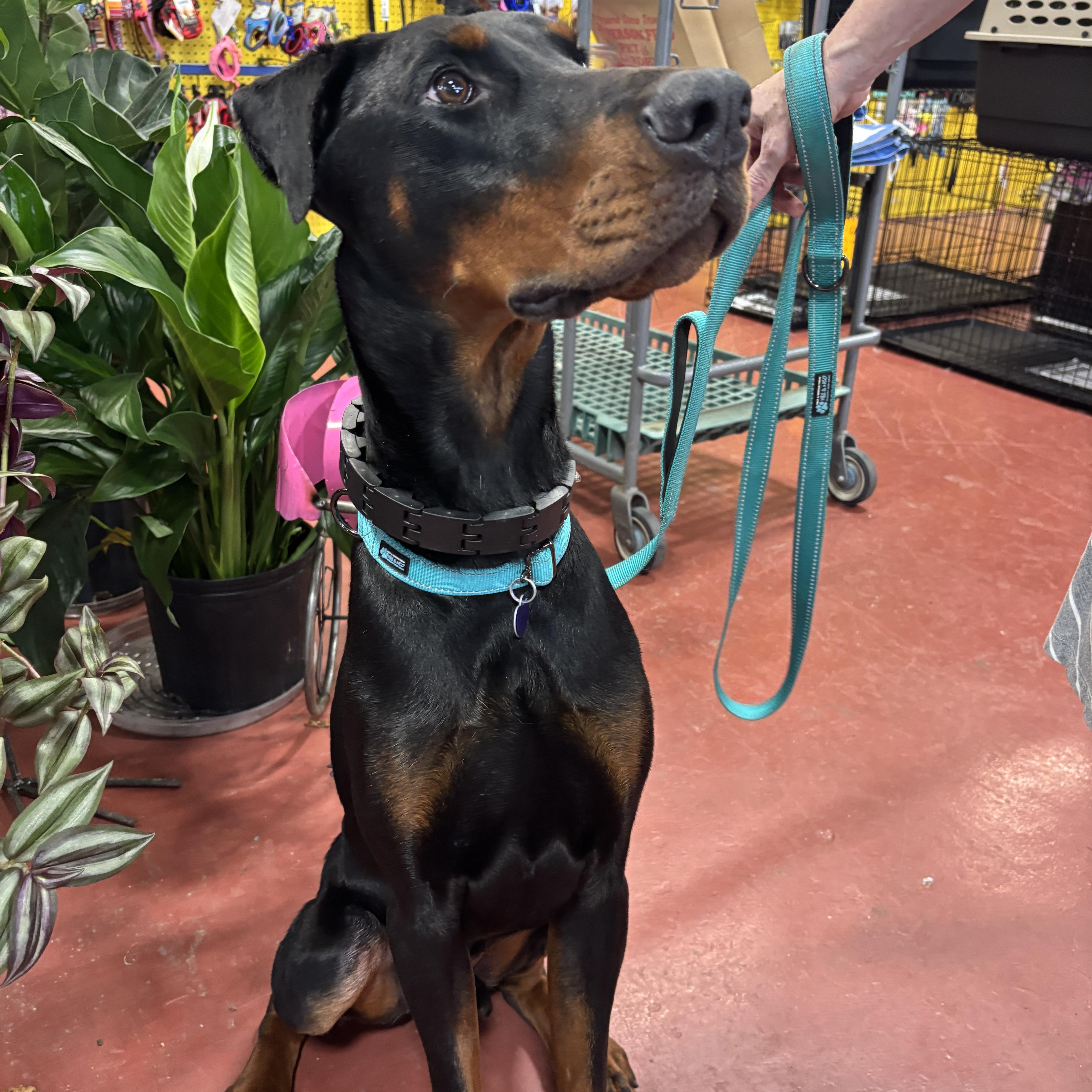Enlarge Ozzy, a Adopted Doberman Pinscher in Harahan, LA image 3/5