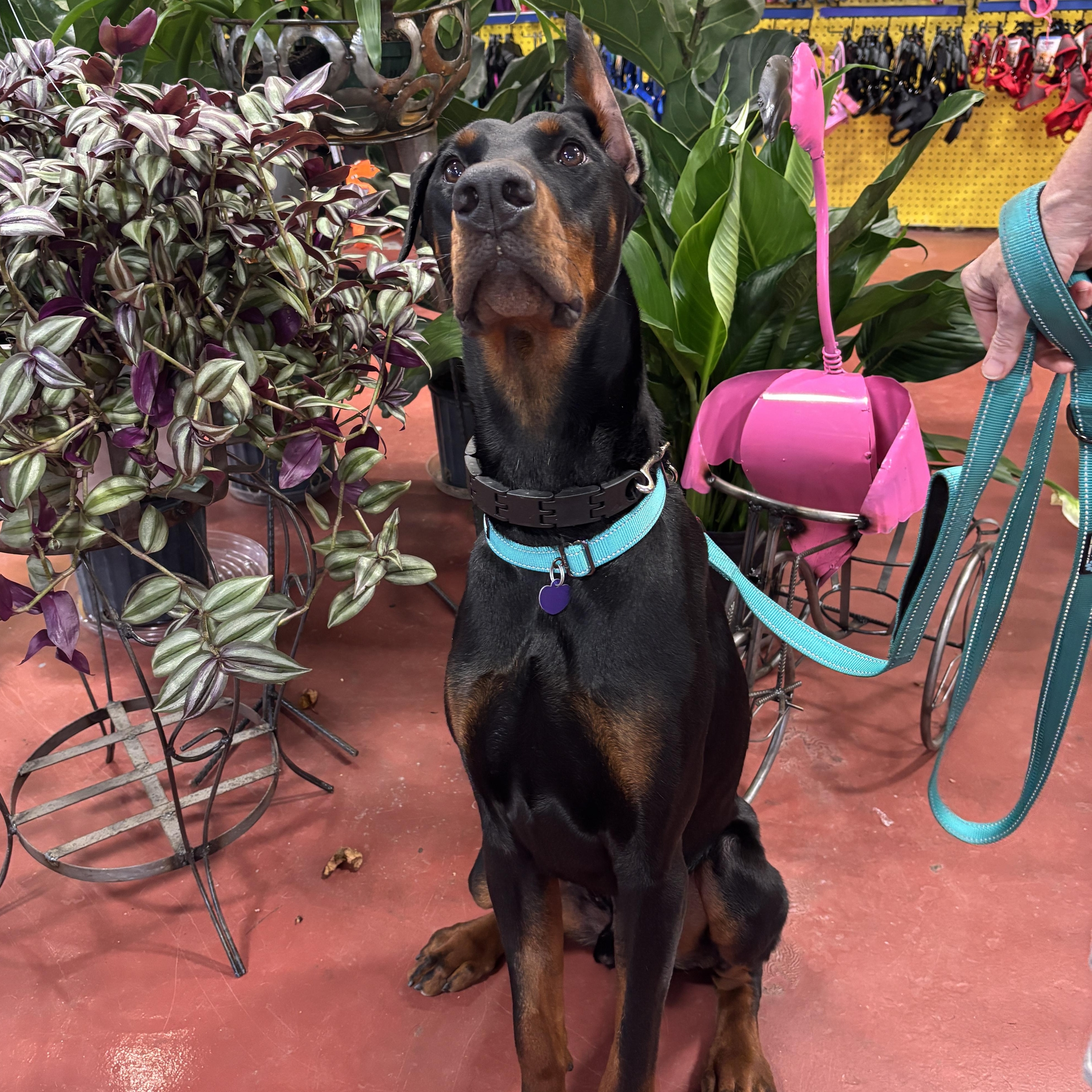 Enlarge Ozzy, a Adopted Doberman Pinscher in Harahan, LA image 4/5
