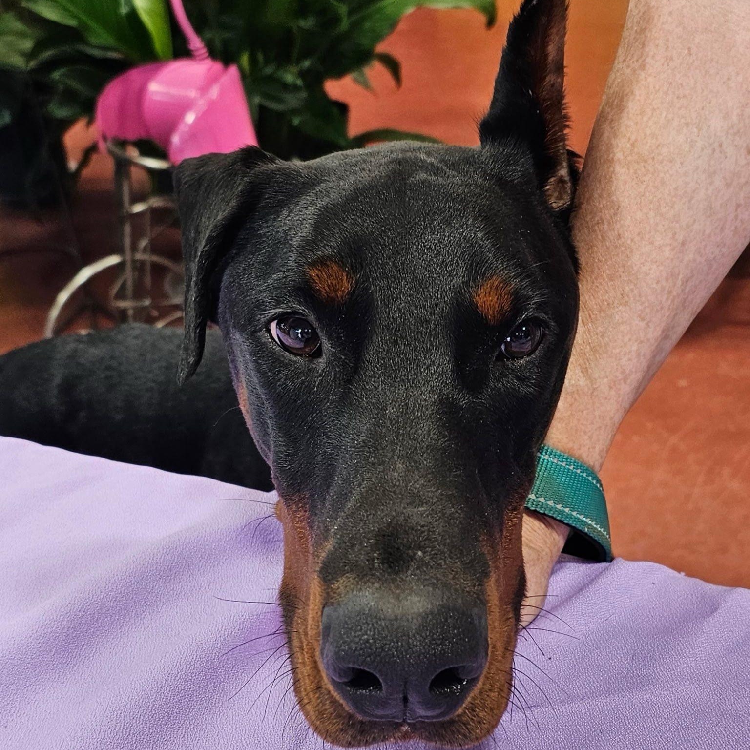 Enlarge Ozzy, a Adopted Doberman Pinscher in Harahan, LA image 5/5