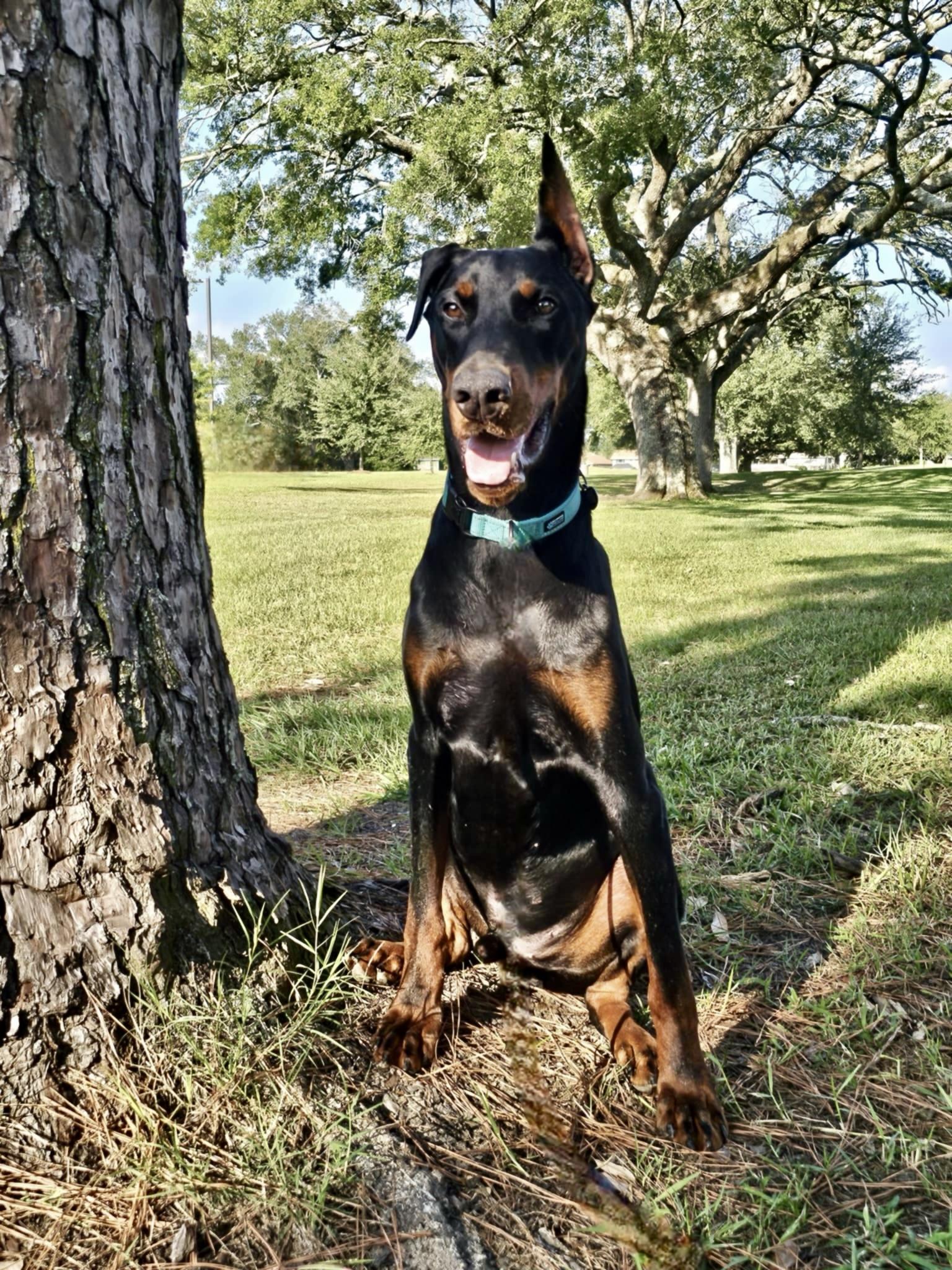 Enlarge Ozzy, a Adopted Doberman Pinscher in Harahan, LA image 2/5
