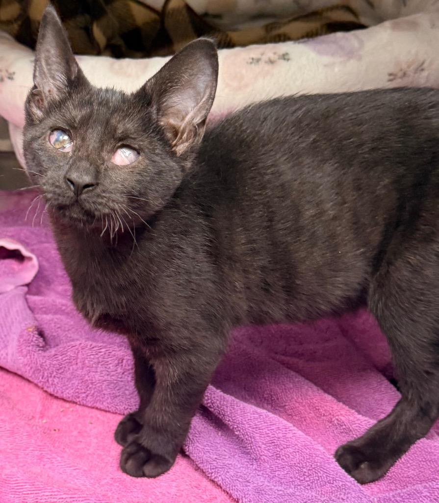 Sesame, Adoptable, Kitten Male Domestic Short Hair.