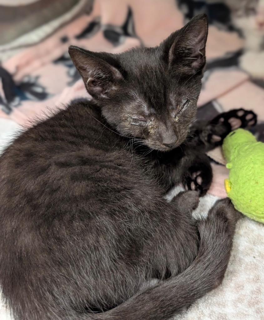 Enlarge Sesame, a Adoptable mixed breed in Defiance, OH image 2/5