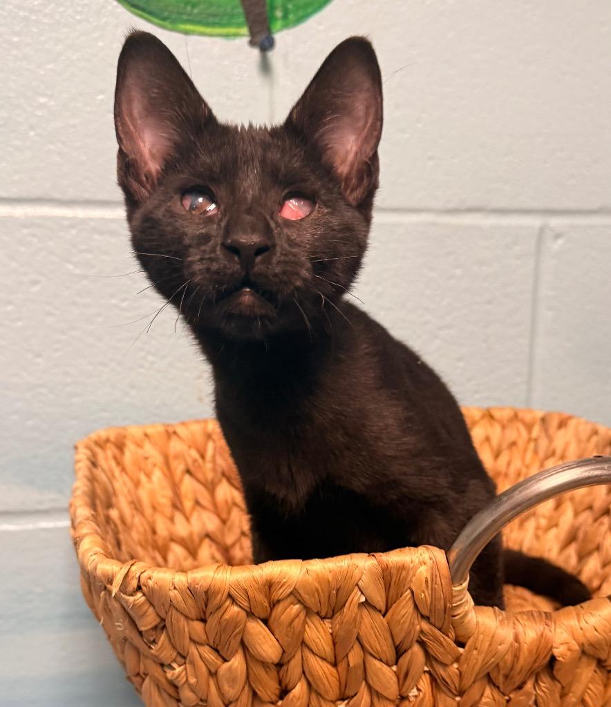Enlarge Sesame, a Adoptable mixed breed in Defiance, OH image 3/5