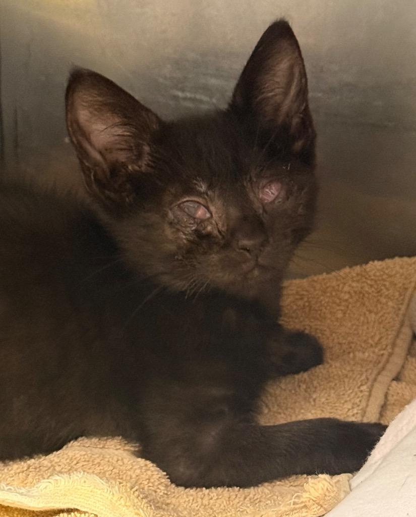Enlarge Sesame, a Adoptable mixed breed in Defiance, OH image 4/5