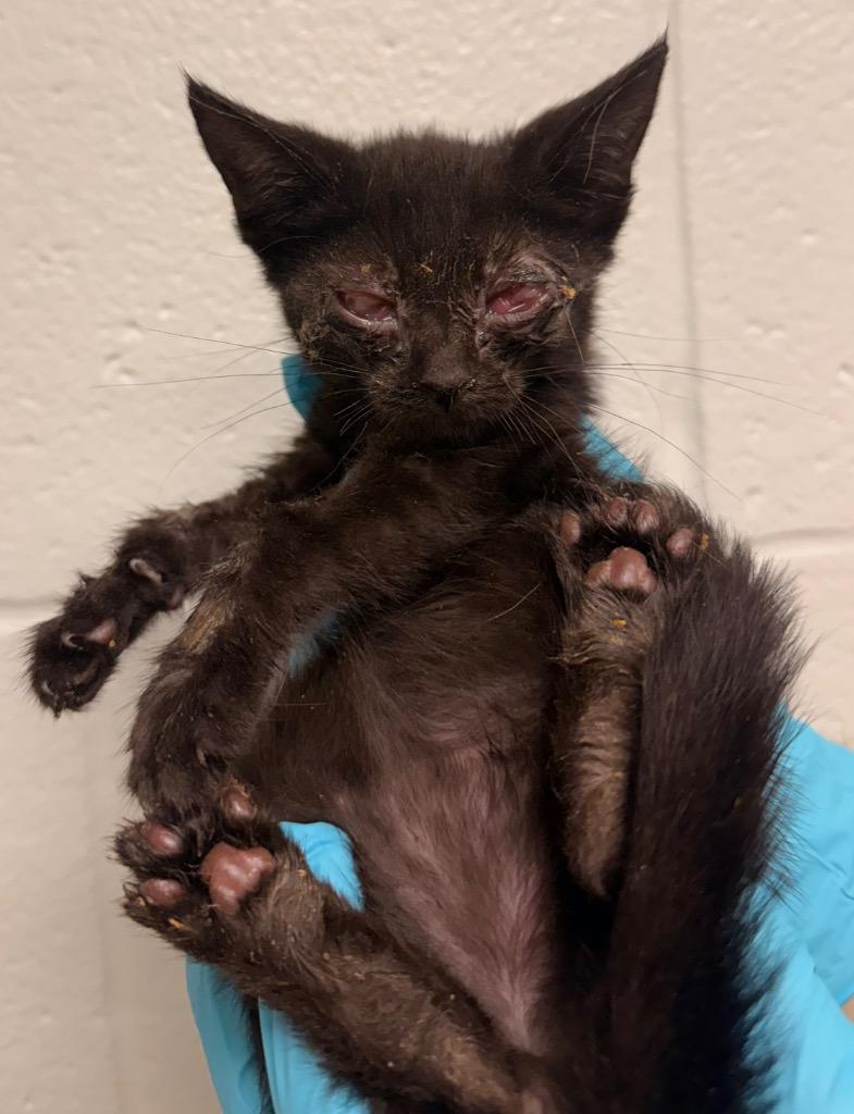 Enlarge Sesame, a Adoptable mixed breed in Defiance, OH image 5/5